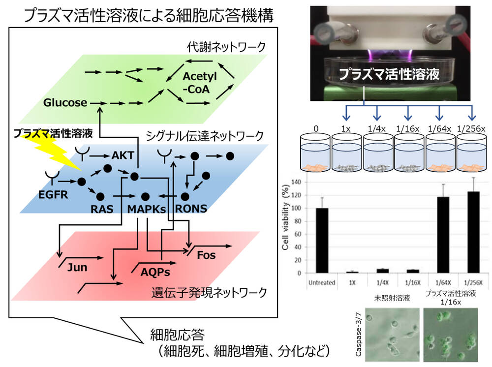 プラズマ活性溶液によりがん細胞にプログラム細胞死を引き起こしたり、幹細胞に細胞増殖や分化を引き起こすことができるが、その細胞応答（細胞死、細胞増殖、分化）をシグナル伝達ネットワーク、代謝ネットワーク、遺伝子発現ネットワークの階層に分けて、細胞内分子機構の解明を目指している。