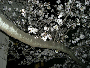 CIMG0490.JPG